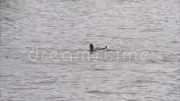 一只孤鸭子游过深蓝色的水视频的预览图