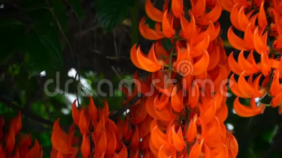 在热带花园里接近开花的玉女视频的预览图