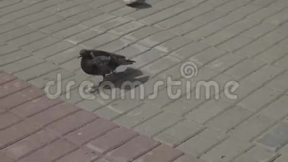 鸽子跑了从女孩跑过来慢镜头视频的预览图