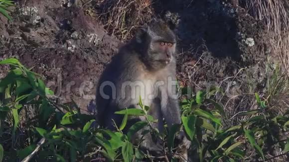 印尼巴图尔火山熔岩上坐着的猴子视频的预览图
