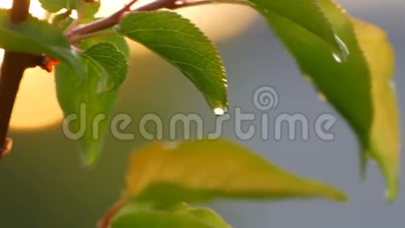 夕阳雨后一棵嫩绿的杏树的画面树枝上的雨水视频的预览图
