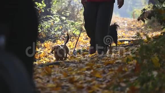 步行者和两只狗在公园里散步视频的预览图