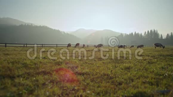 日落山地草地上的山羊自然农业景观视频的预览图
