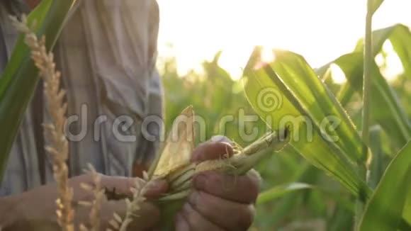 年轻的农民拿着玉米穗视频的预览图