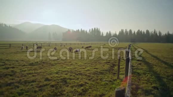 日落时草地上山羊放牧的自然农业全景视频的预览图