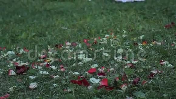 花的花瓣躺在草地上视频的预览图