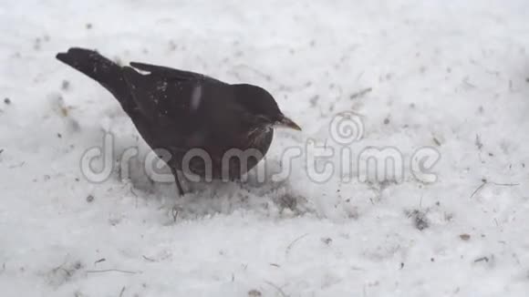 雪中常见的黑鸟视频的预览图