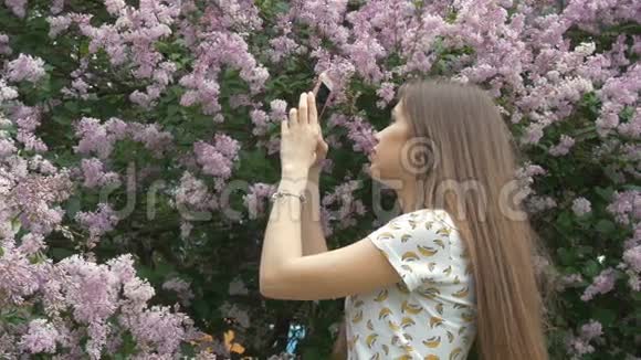 一个漂亮的女孩正在给一棵丁香树拍照欣赏美丽的花朵视频的预览图