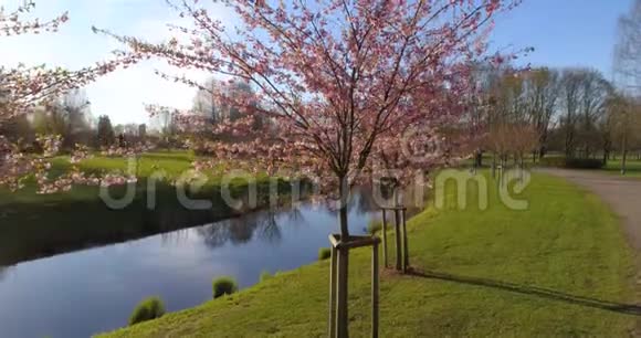 城市公园里加镇中心的红树视频的预览图