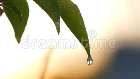 夕阳雨后一棵嫩绿的杏树的画面树枝上的雨水视频的预览图