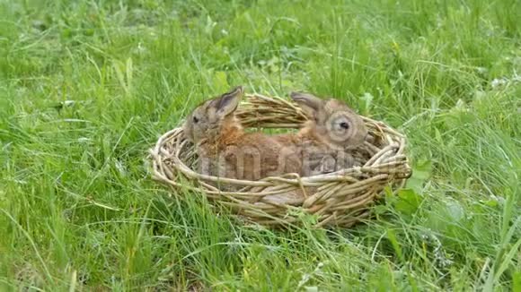 夏天或春天绿草上的手工窝或柳条篮子里的一周老灰兔的小可爱新生儿视频的预览图