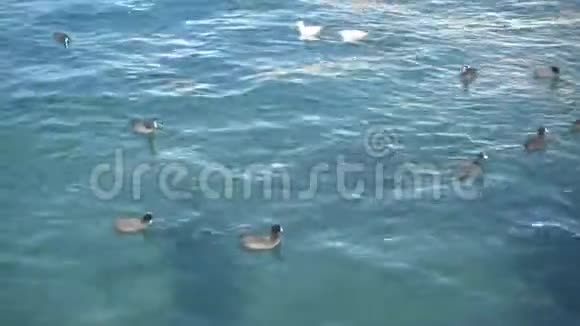 海和飞翔的海鸥视频的预览图