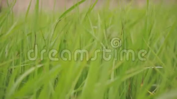 绿草在风中摇曳视频的预览图