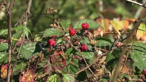 乌布乌米福利乌斯秋季灌木上成熟的黑莓视频的预览图