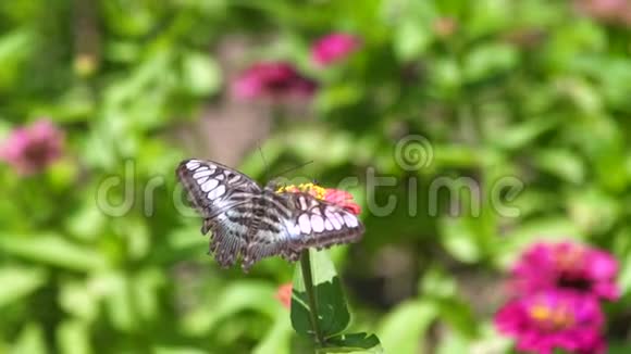 闭蝶采蜜花在夏园开花蝴蝶在盛开的花坛中授粉视频的预览图