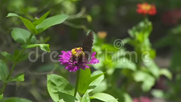 在开花园的夏季花上关闭收集花粉的蝴蝶蝴蝶在盛开的花朵中授粉视频的预览图