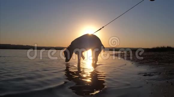 狗站在水里日落时喝水慢动作视频的预览图