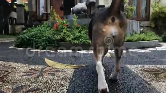 镜头跟踪狗在亚洲花园散步印度尼西亚巴厘热带岛屿视频的预览图
