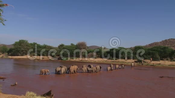 许多大象过河视频的预览图
