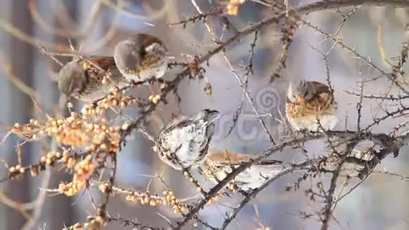 冬季入侵花园中的野鸟视频的预览图