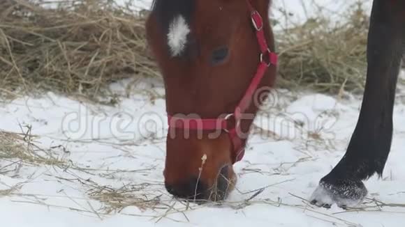 红马在冬季围场吃干草视频的预览图