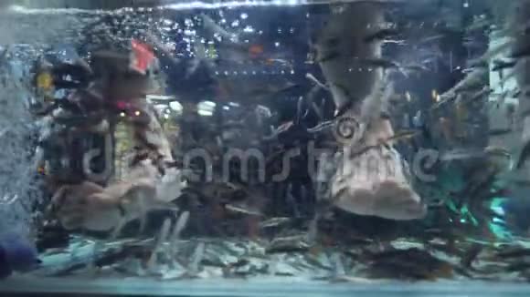 在水族馆吃死皮和清洁脚的小鱼流行的泰国水疗和踏板程序4K普吉岛视频的预览图