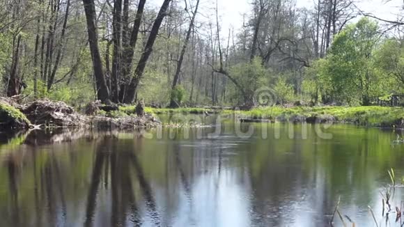 有树木倒影的森林河水中没有树叶视频的预览图