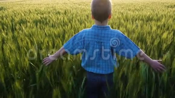 男孩走在绿色的麦田里摸着耳朵视频的预览图