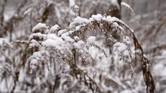 雪中慢动作的干金棒花视频的预览图