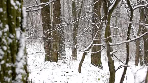 无叶落叶林中缓慢运动的雪视频的预览图