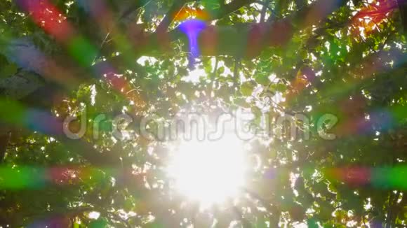 自然背景太阳光线通过的叶子视频的预览图