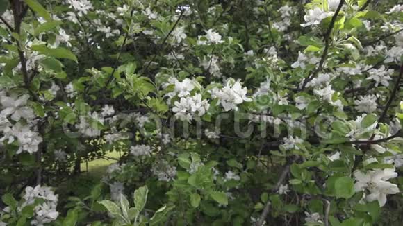 苹果BlossomsDolly射了4KUHD视频的预览图