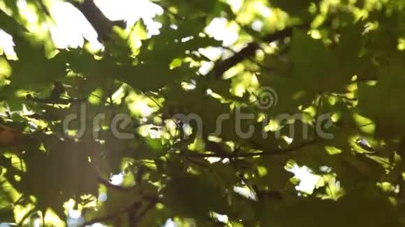 垂直全景的树叶和阳光视频的预览图