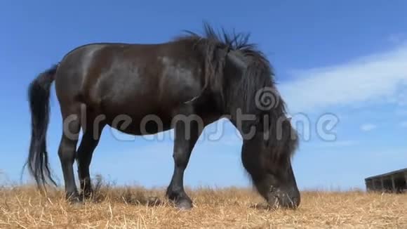 一匹黑色的小马在户外的田野里吃草视频的预览图