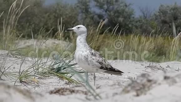 夏天一只有斑点的海鸥站在沙质海岸上视频的预览图