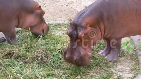两个庞然大物在高河露天动物园吃地上的草泰国视频的预览图