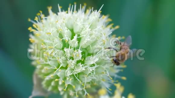 宏观镜头蜜蜂和花视频的预览图