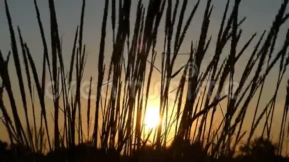 夕阳西下时田野里的野草丛生视频的预览图