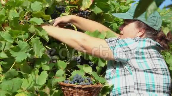 女人收集成熟葡萄的收获视频的预览图