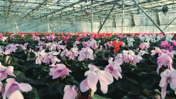 温室里美丽的花朵的种植视频的预览图