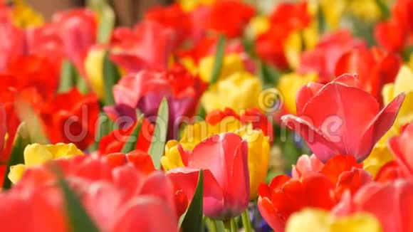 美丽多彩的红黄郁金花在春天的花园里盛开装饰的郁金香花在视频的预览图