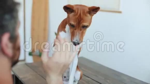 可爱有趣的小狗给高五视频的预览图