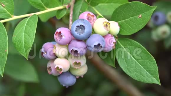 蓝莓菌苗视频的预览图