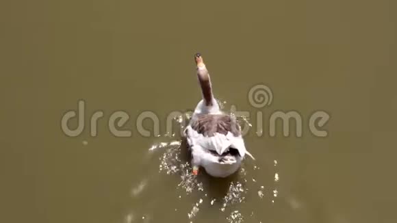 亚洲家鹅品种在阴暗的池塘游泳视频的预览图