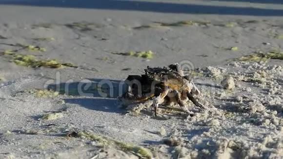 一只螃蟹在沙滩上伪装它不会动视频的预览图