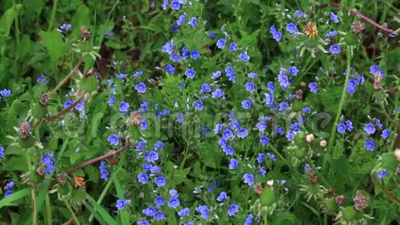 蓝色的小花在绿色草地上的许多植物中生长视频的预览图