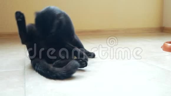 成年黑猫用语言洗爪子在房间特写镜头里4k视频的预览图