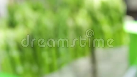 新鲜的绿芦笋视频的预览图