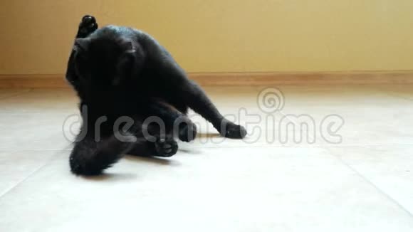 成年黑猫用语言洗爪子在房间特写镜头里4k视频的预览图