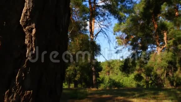松林中的树干靠近运动相机滑块视频的预览图